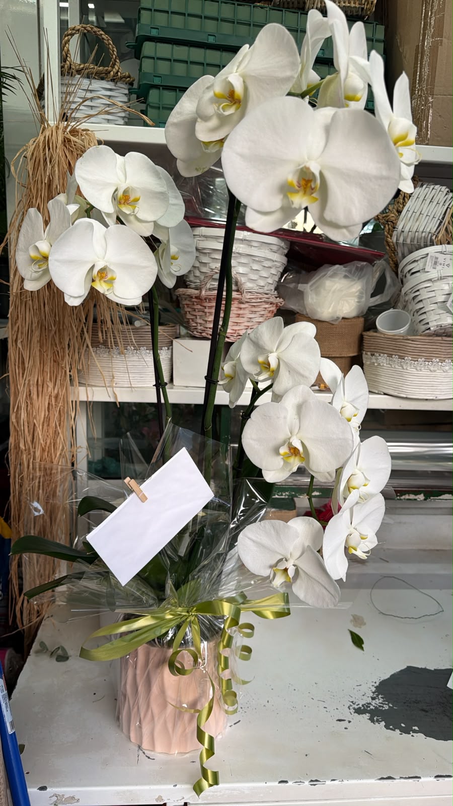 Orchidee Bianche - Composizione