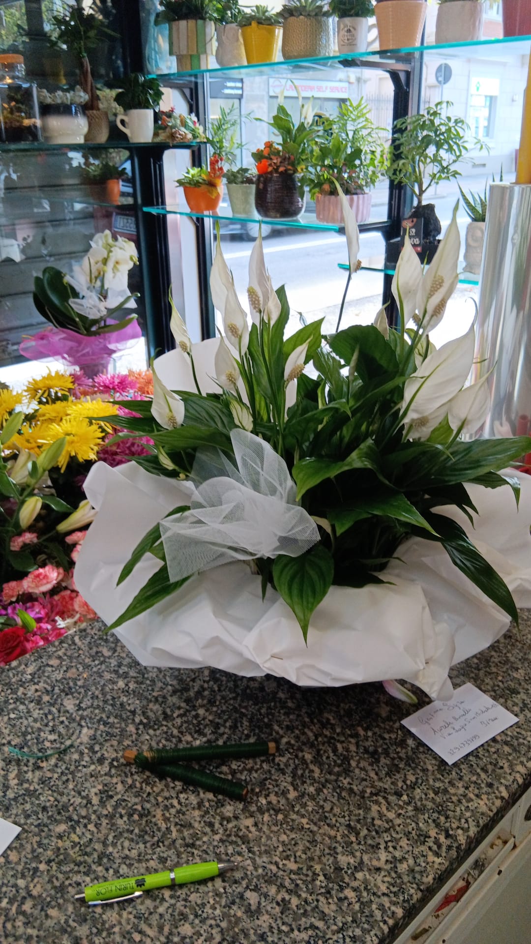 Spathiphyllum - Tra 20 E 22 Cm Circa